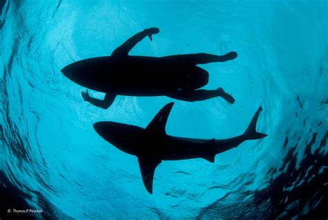Shark surf. Things To Know About Shark surf. 